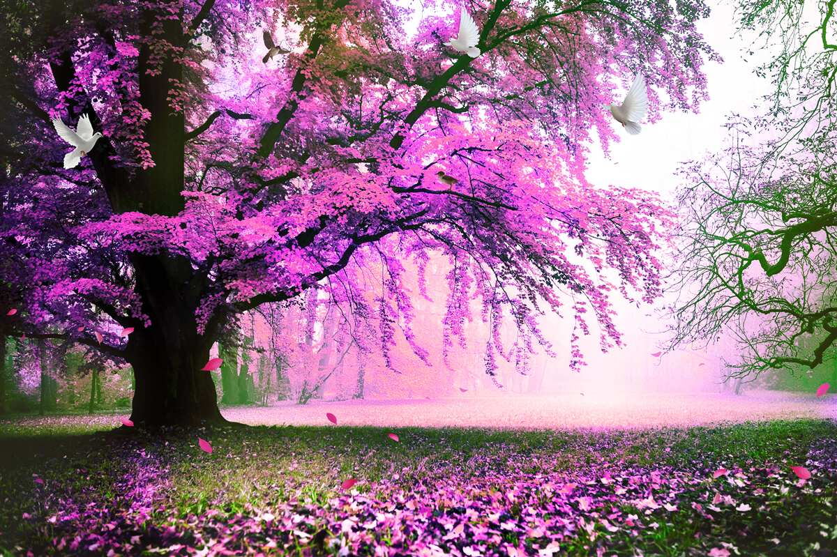 Fototapeta očarujúce odtiene čerešňových kvetov