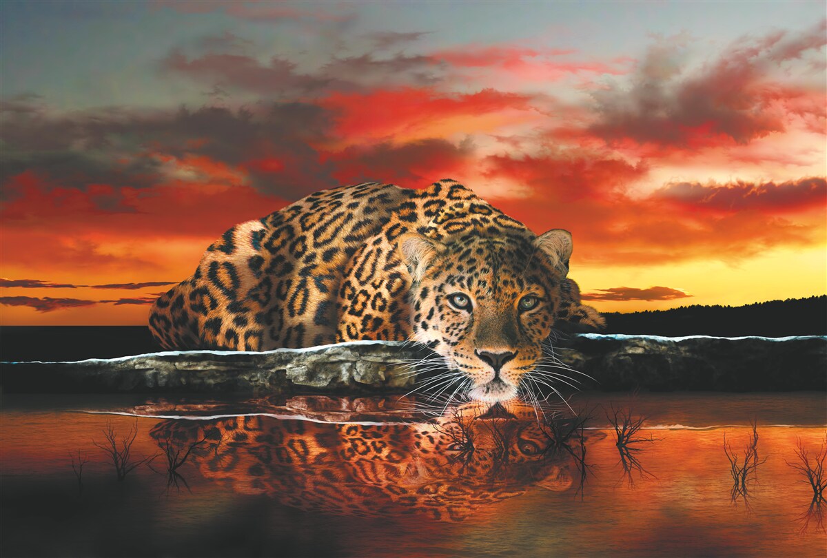 Fototapeta odraz leoparda na pozadí západu slnka