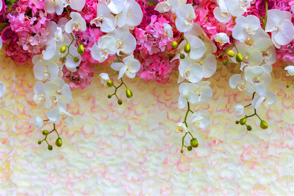 Fototapeta orchidey sú biele s ružovými odtieňmi, visiace nadol