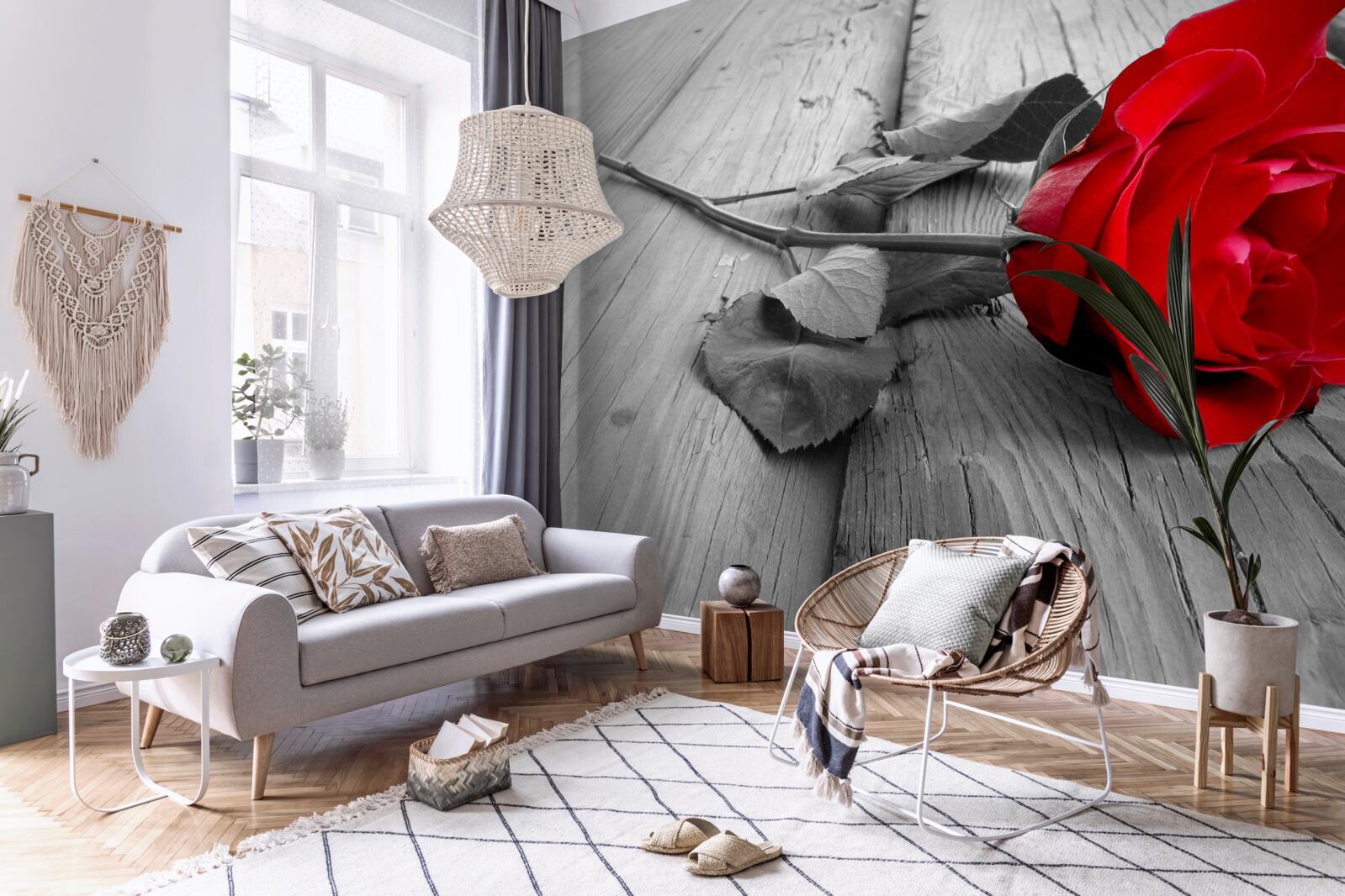 Fototapeta na sivom podklade rozkvitla červená ruža