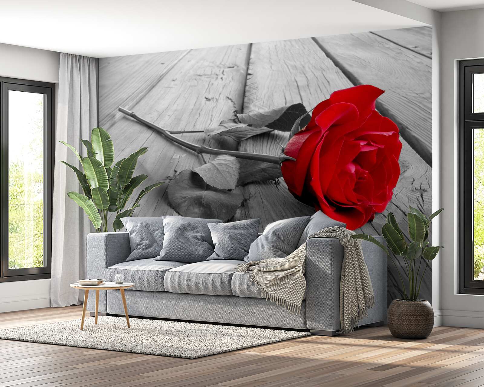 Fototapeta na sivom podklade rozkvitla červená ruža