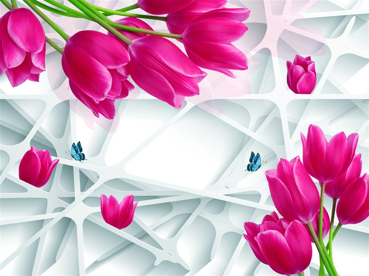 Fototapeta nádherné púčiky ružových tulipánov