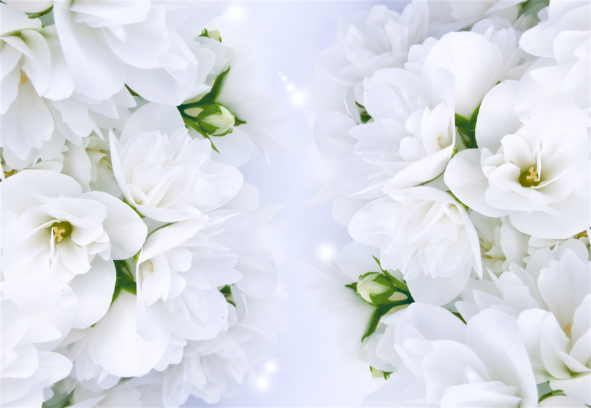 Fototapeta kvety sú veľké a biele