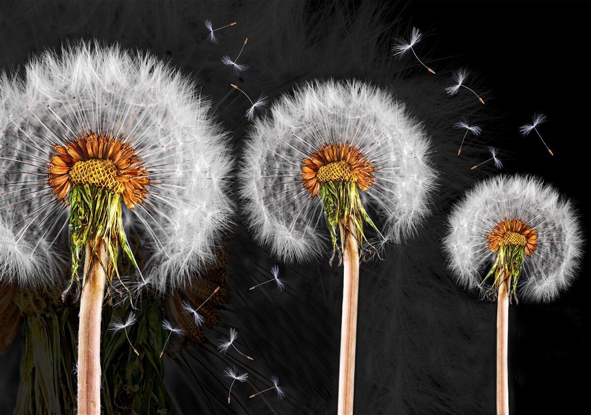 Fototapeta zvädnuté veľké púpavy