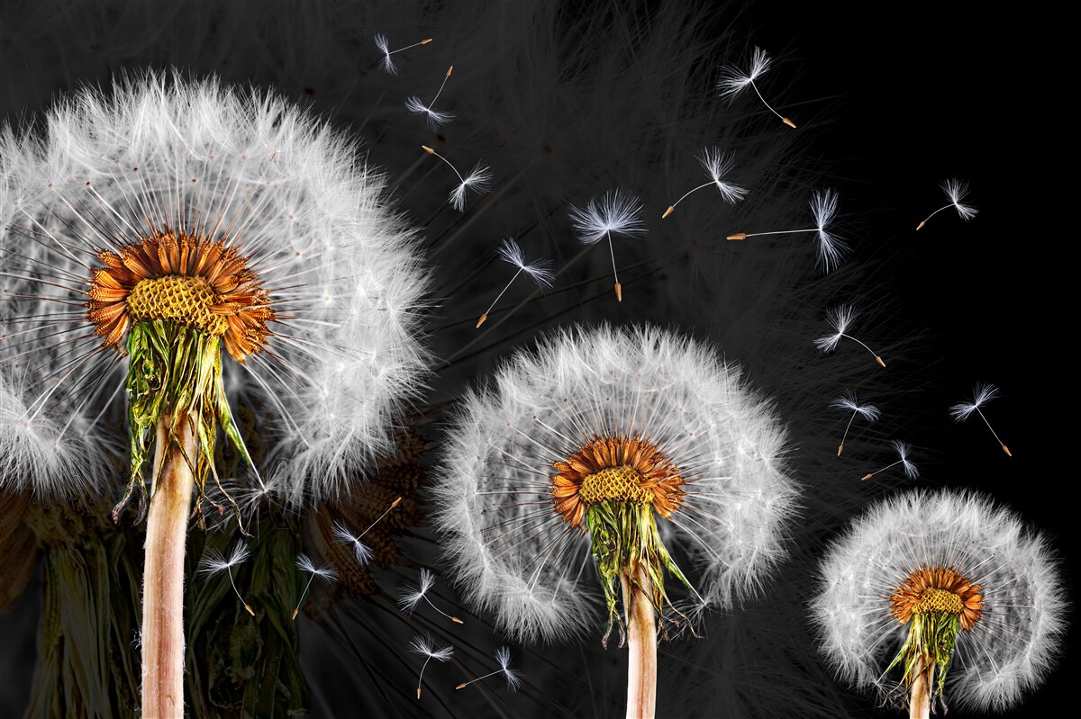 Fototapeta rastúce, roztrúsené okvetné lístky púpavy