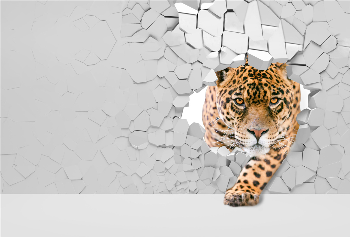 Fototapeta leopard prerazí kamennú bariéru