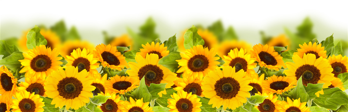 Fototapeta veľké množstvo zlatých slnečníc