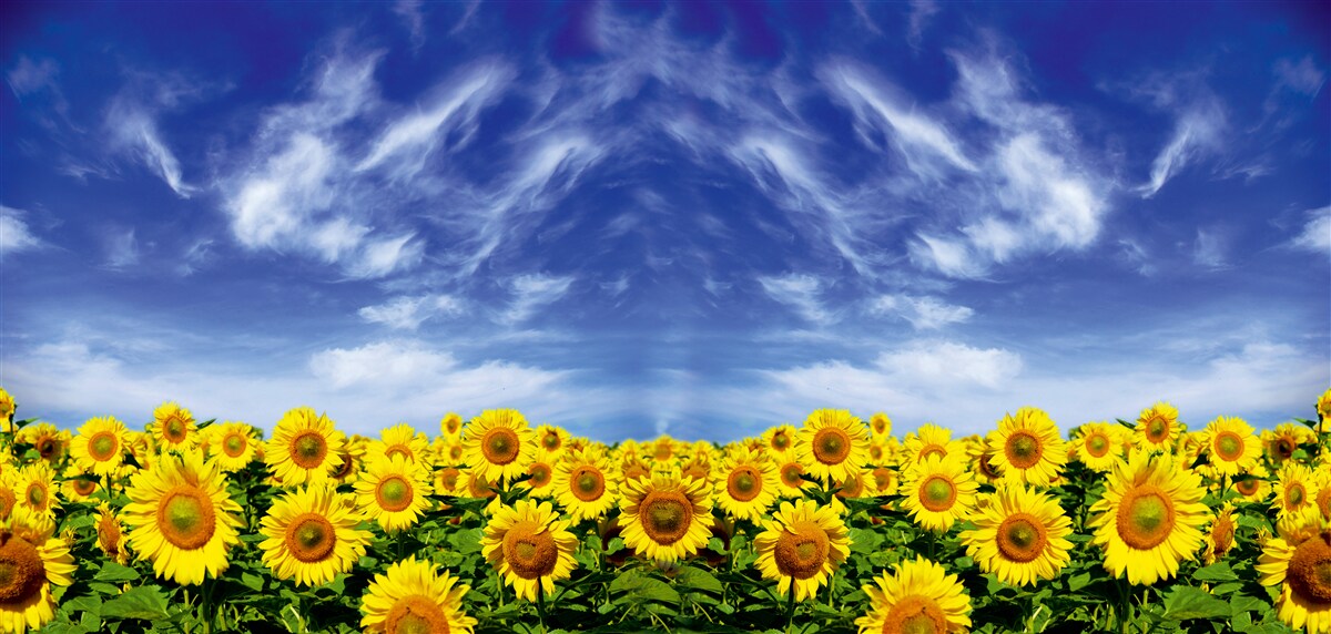 Fototapeta modrá obloha nad poľom so slnečnicami