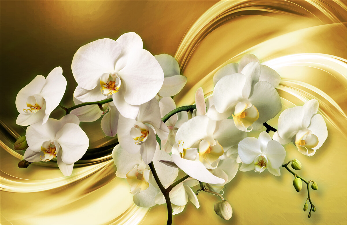 Fototapeta Snehobiele orchidey, luxusne otvorené na hnedej hodvábnej látke