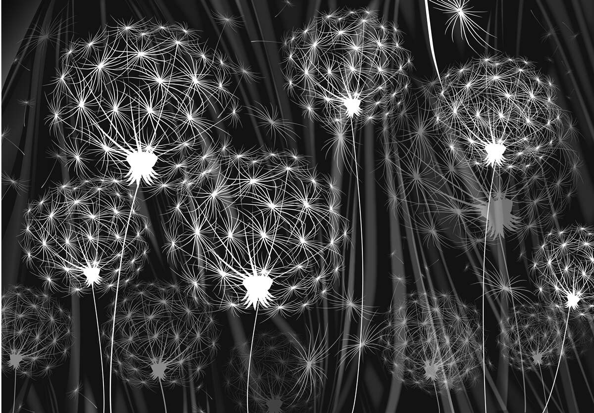 Fototapeta žiarivo biele púpavy