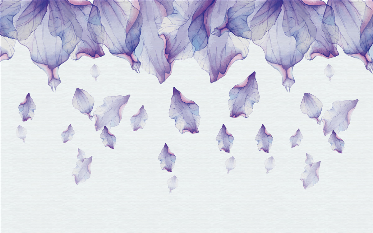 Fototapeta padajúce fialové kvety kosatca