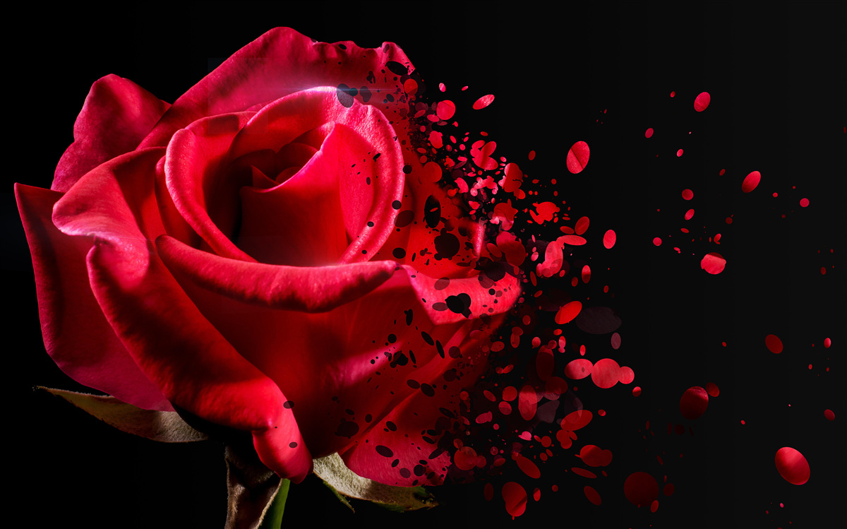 Fototapeta červená ruža kvitne na čiernom pozadí