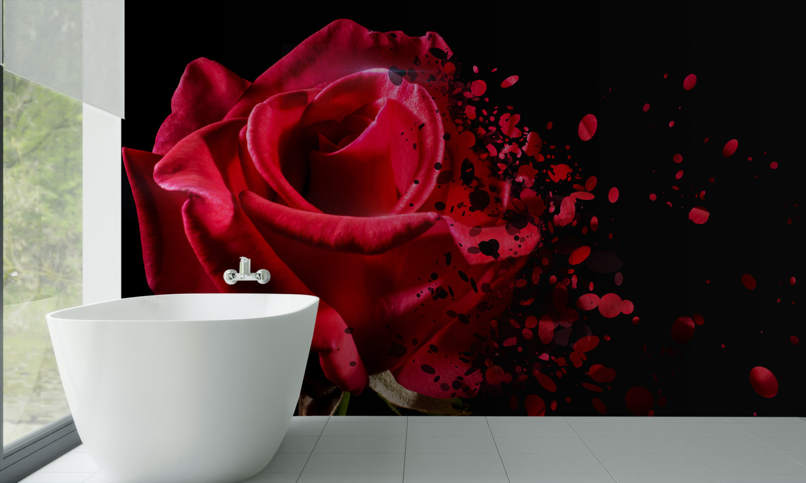 Fototapeta červená ruža kvitne na čiernom pozadí