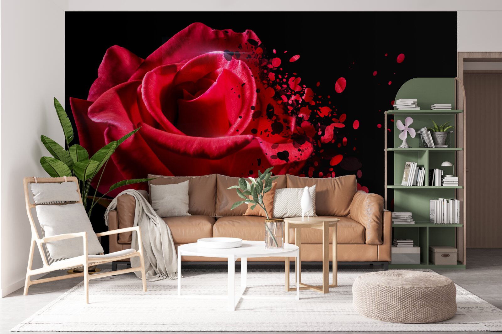 Fototapeta červená ruža kvitne na čiernom pozadí