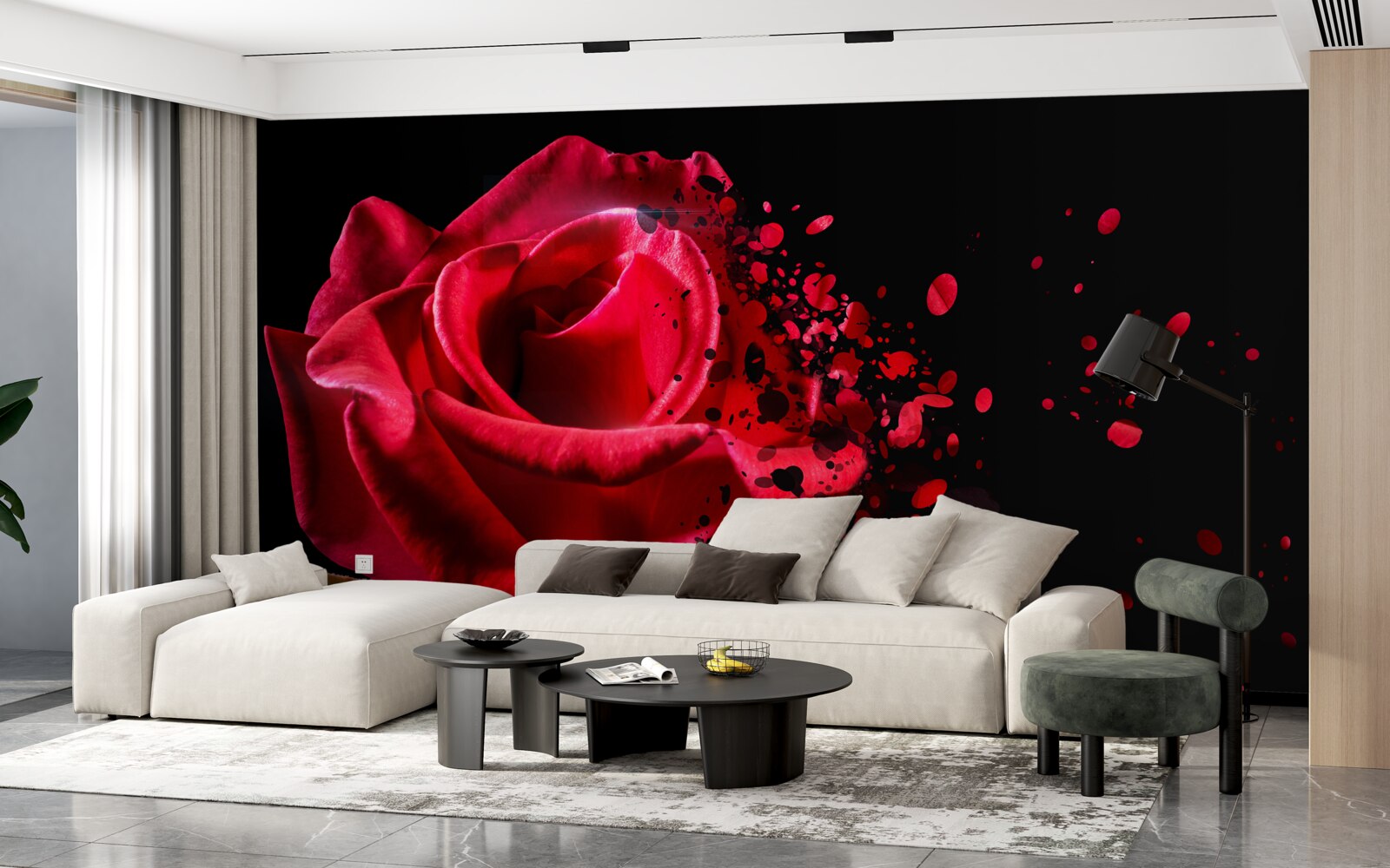 Fototapeta červená ruža kvitne na čiernom pozadí