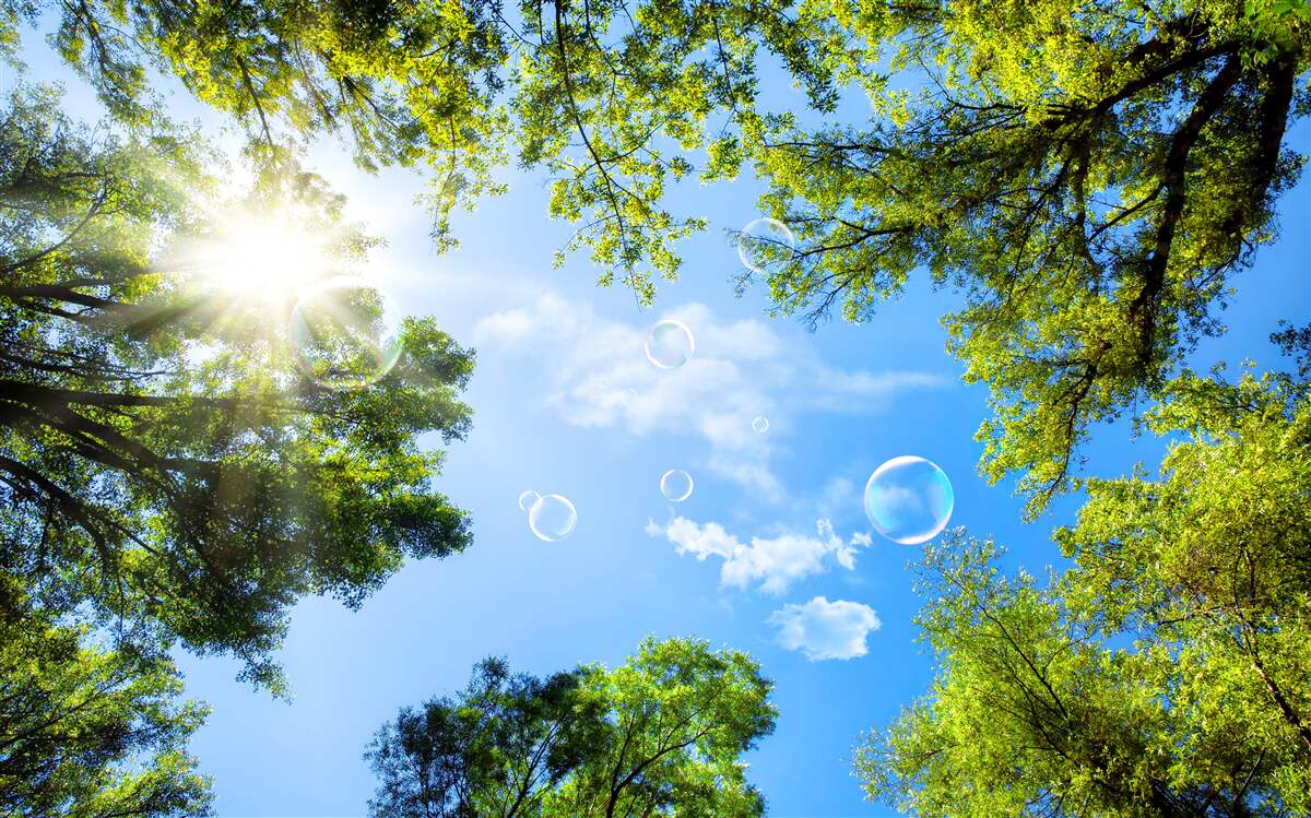 Fototapeta zelený les je osvetlený jasnými lúčmi slnka