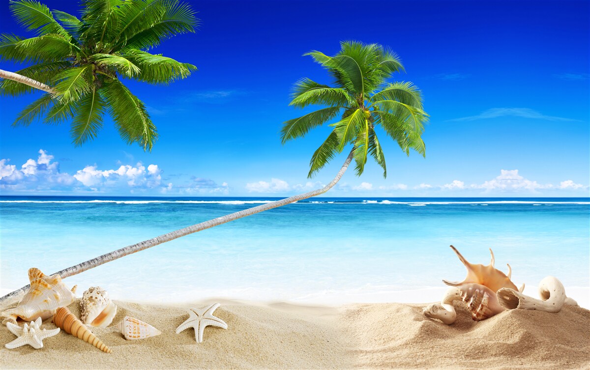 Fototapeta pláž v tropickej oblasti a palmy, kde je ticho