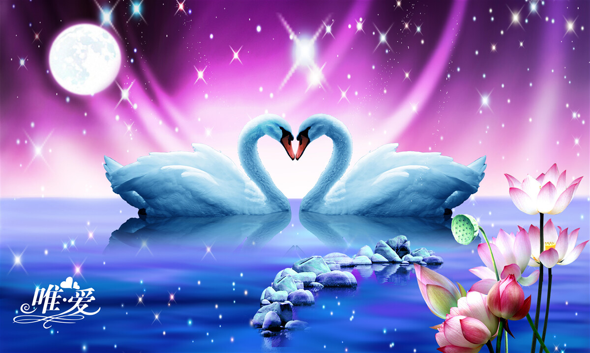 Fototapeta zaľúbené labute tvoria tvar srdca
