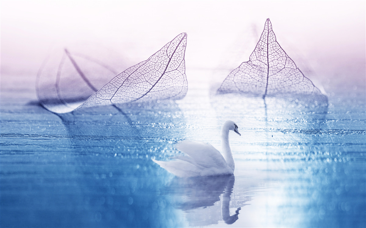 Fototapeta Pokojnú vodu zdobí snehovo biela labuť