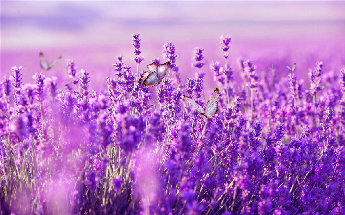 Fototapeta levanduľová farba orgovánu a motýľa