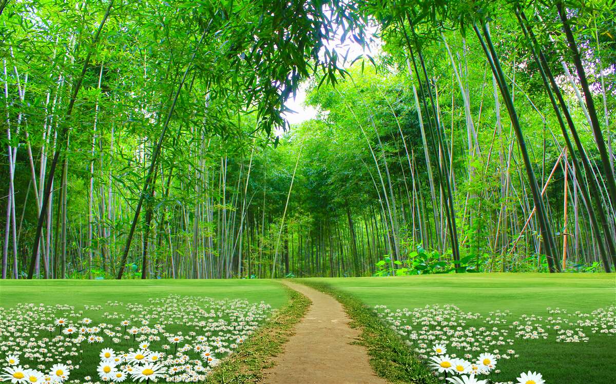 Fototapeta pole, ktoré sa stáva bambusovým hájom