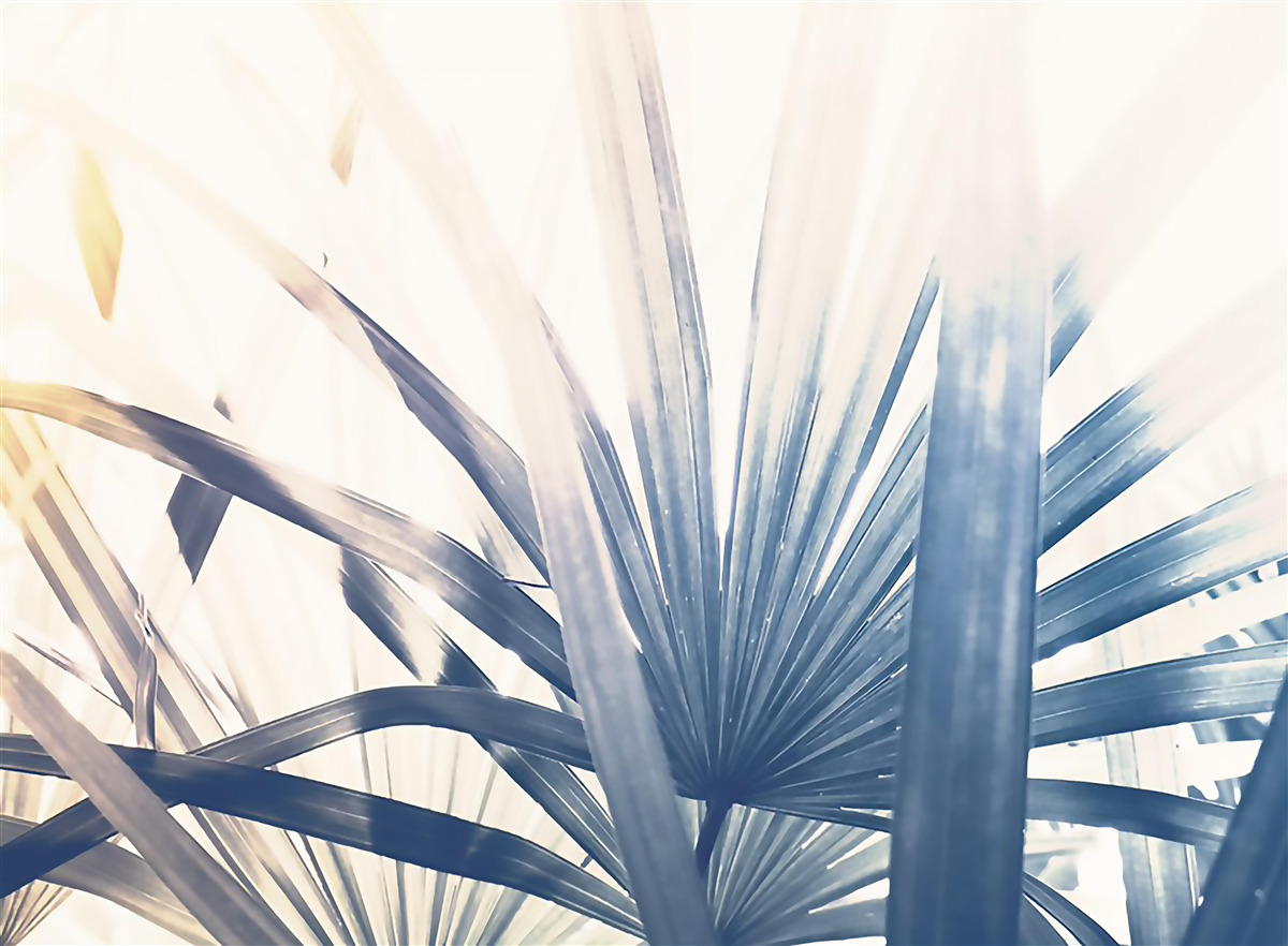 Fototapeta detailné zábery palmových listov