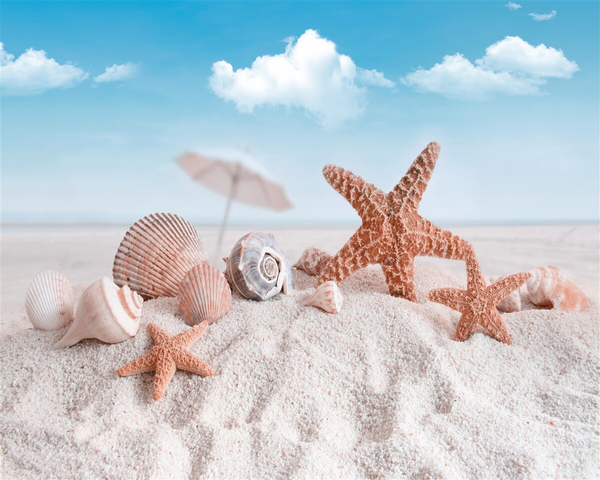 Fototapeta lastúry kôrovcov na piesočnatom pobreží