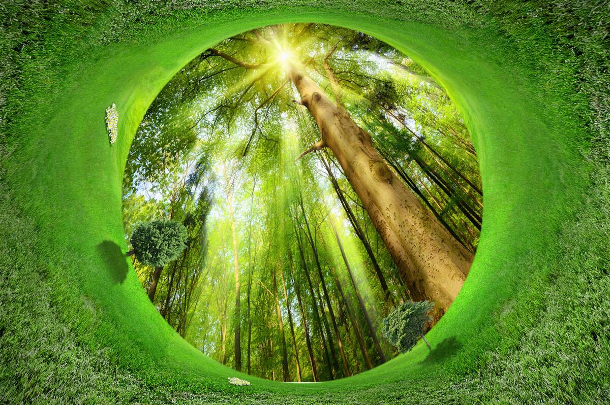 Fototapeta objektív sa pozerá na udržiavaný zelený les