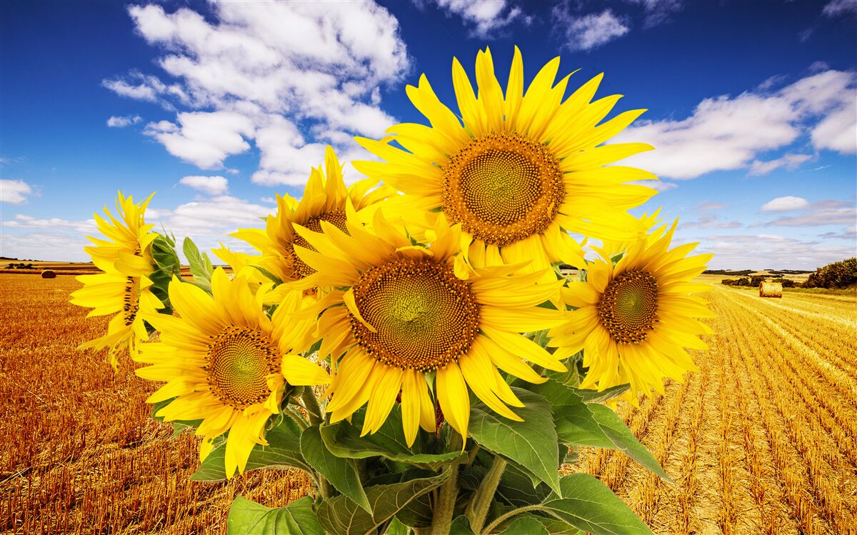 Fototapeta na pozadí oblohy a pšeničného poľa môžete vidieť kyticu slnečníc