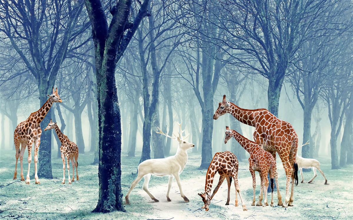 Fototapeta Žirafy spoznajú nového priateľa