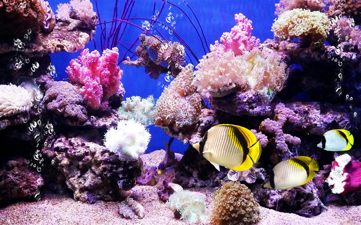 Fototapeta legenda o mori