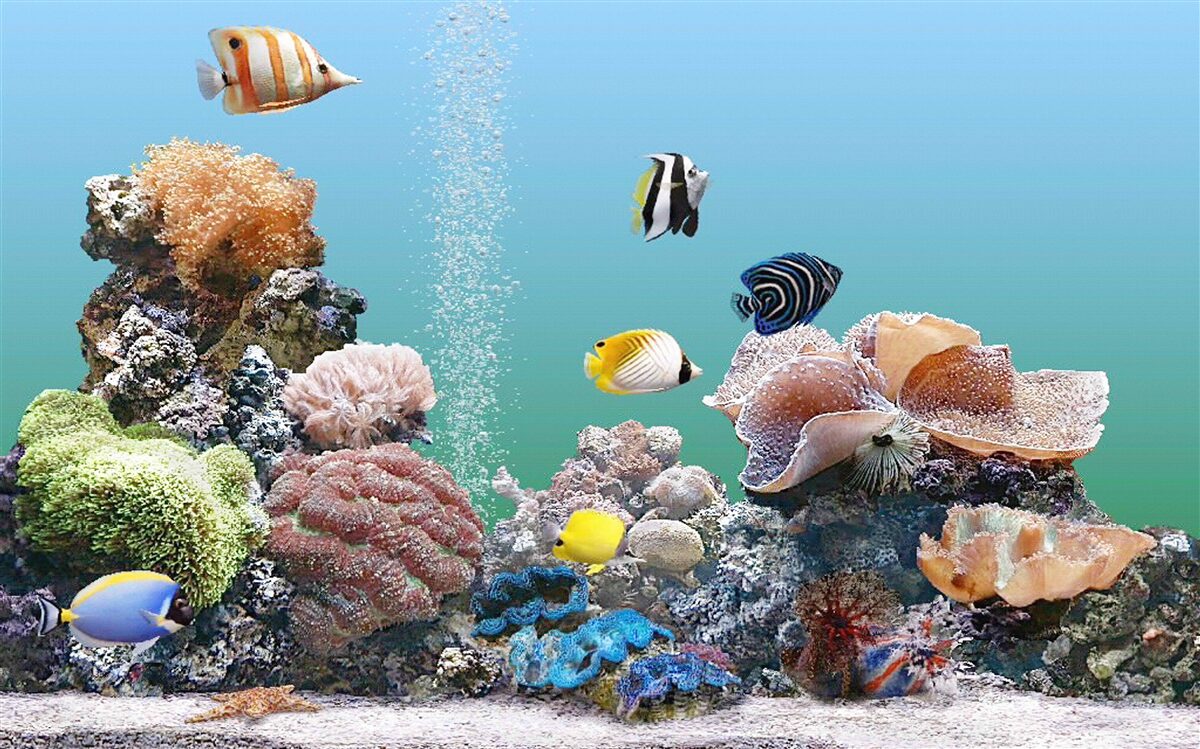 Fototapeta krása koralových bariér