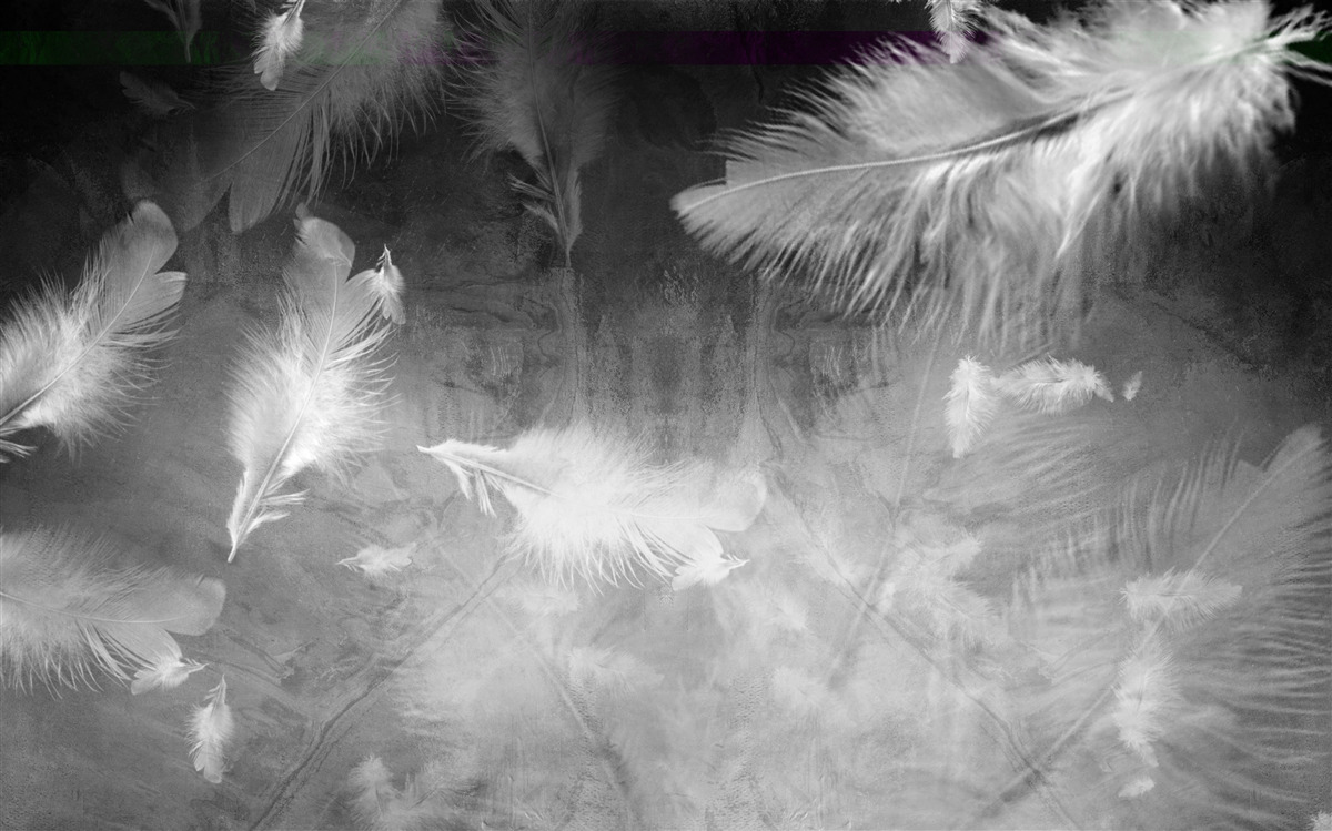 Fototapeta sivý podklad je zdobený bielymi pierkami