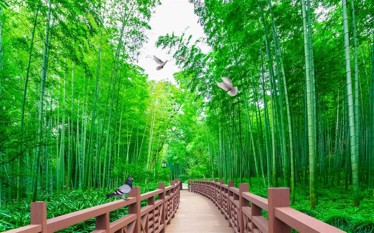 Fototapeta Cesta cez zelený bambusový les