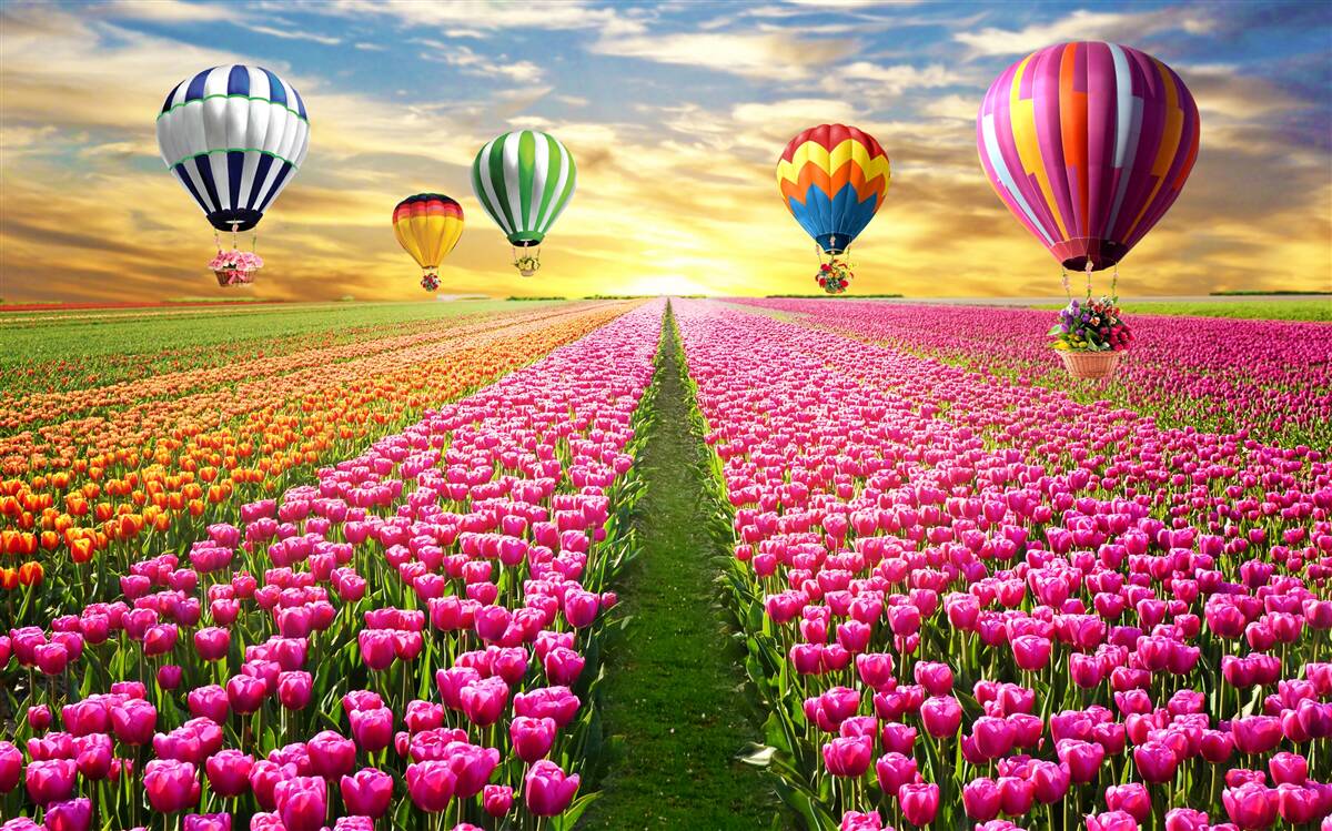 Fototapeta gule stúpajúce nad poľom tulipánov