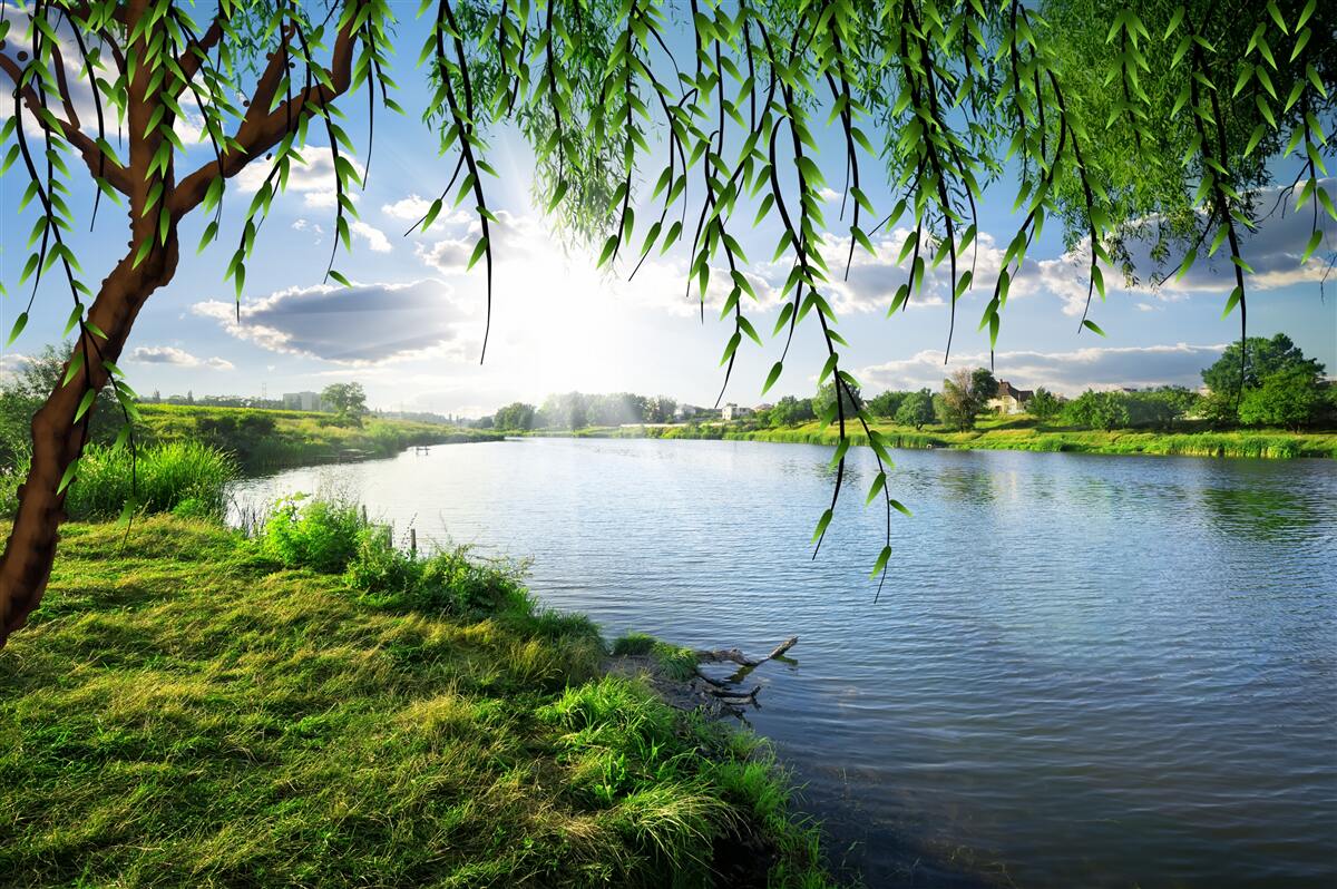 Fototapeta krása vŕby blízko brehu pokojnej vody