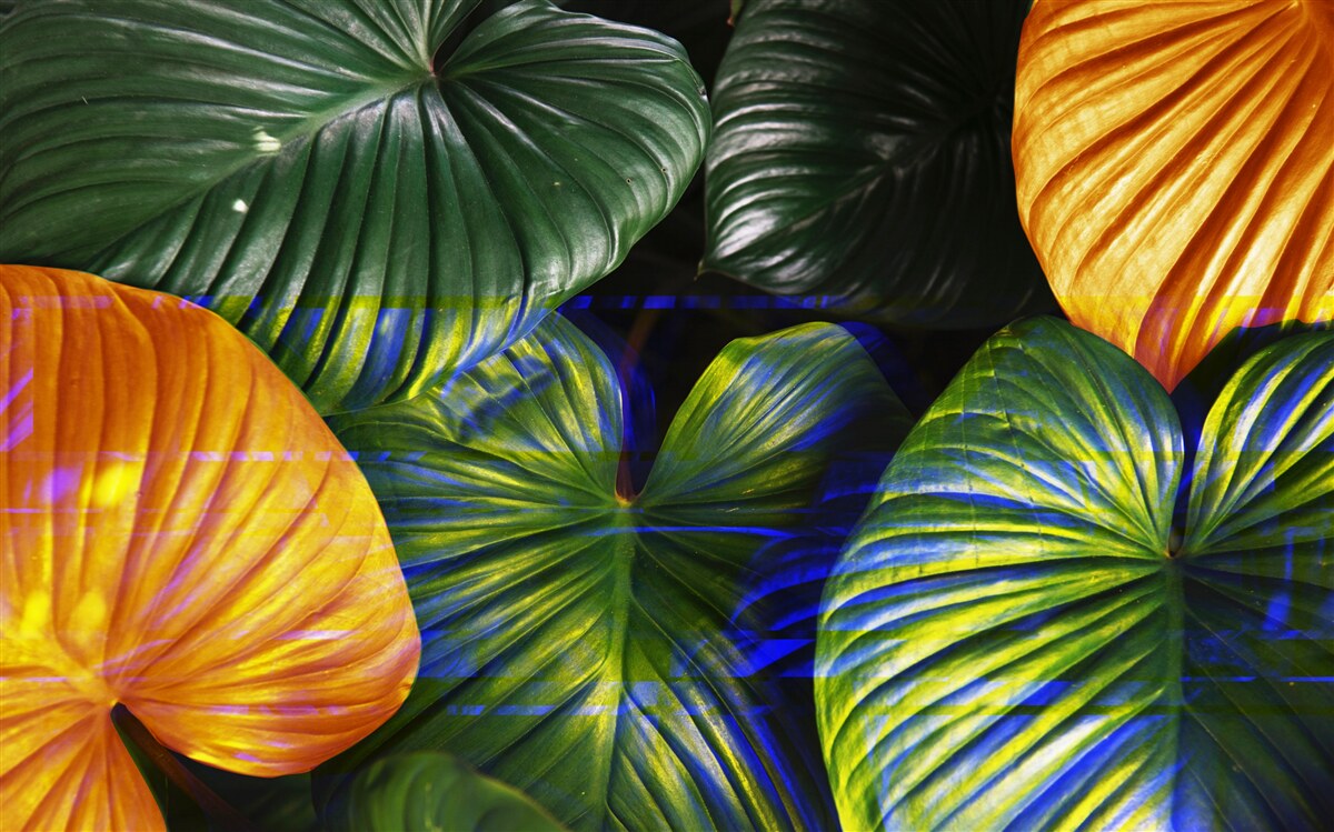 Fototapeta veľké zelené a hnedé listy