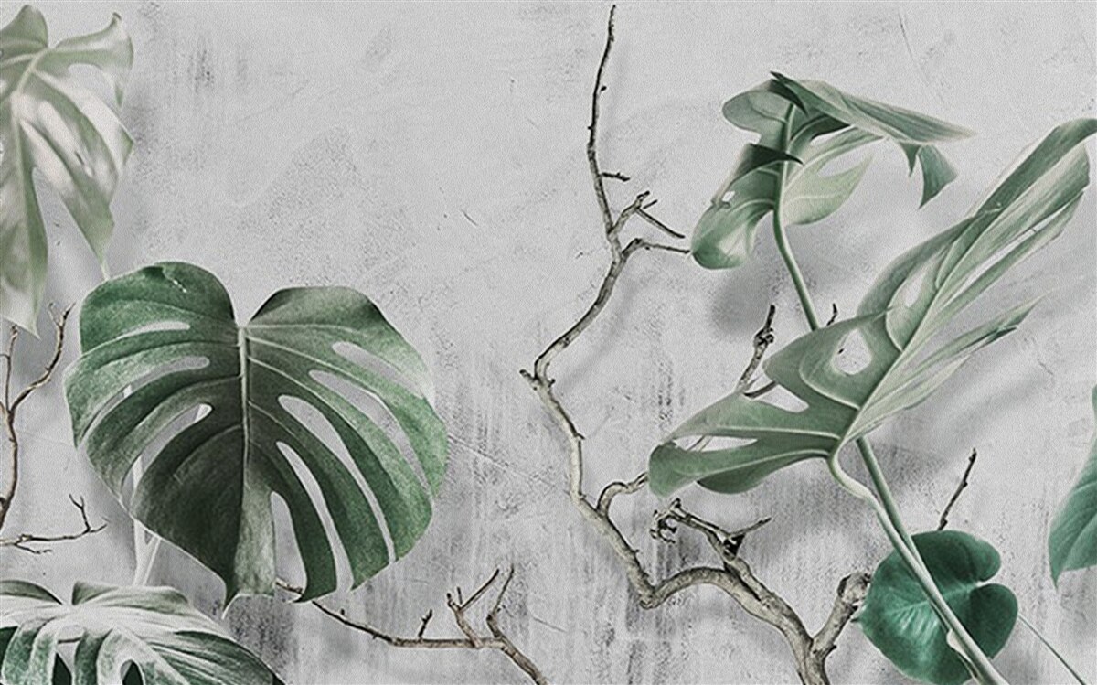 Fototapeta zelené listy monstery sú veľké