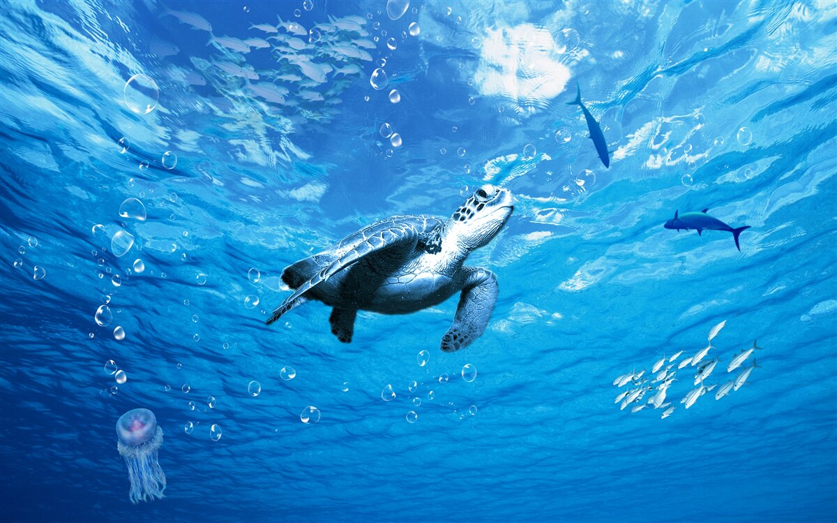 Fototapeta modré more zdobí morská korytnačka