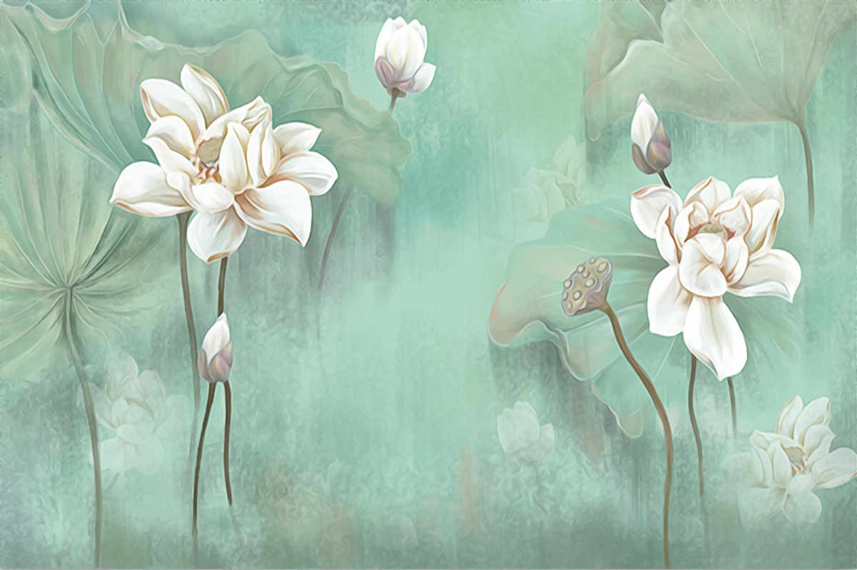 Fototapeta Čínske lotosy sú biele