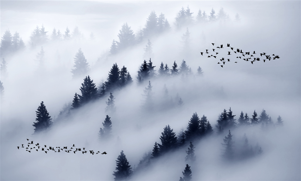 Fototapeta ihličnatý les je zahalený v hustej hmle