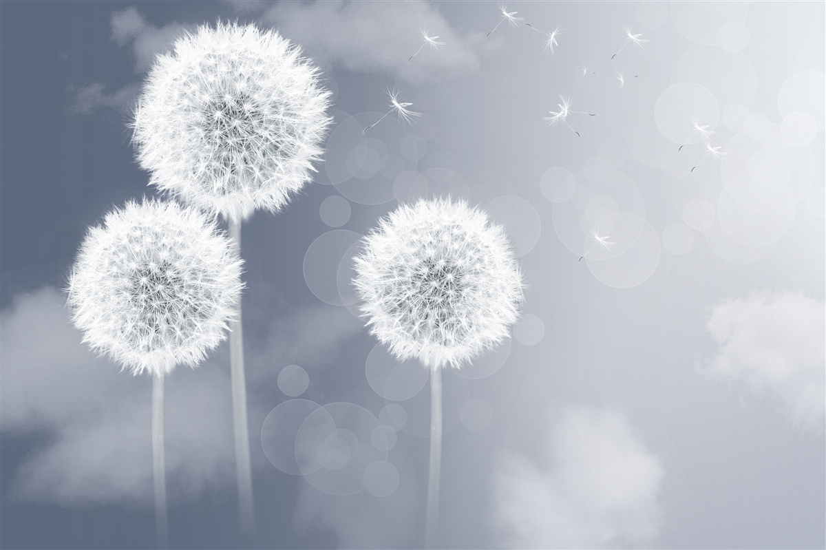 Fototapeta púpava plávajúca vo vzduchu