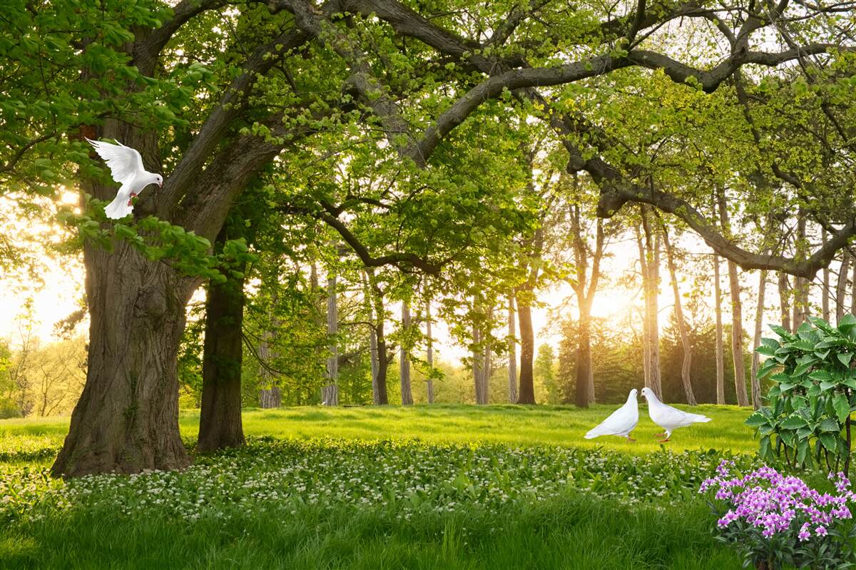 Fototapeta holuby svietia svojou bielou na úsvite v zelenom lese