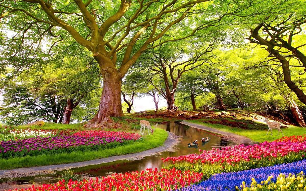 Fototapeta rozmanitosť letných odtieňov v hlbinách lesa