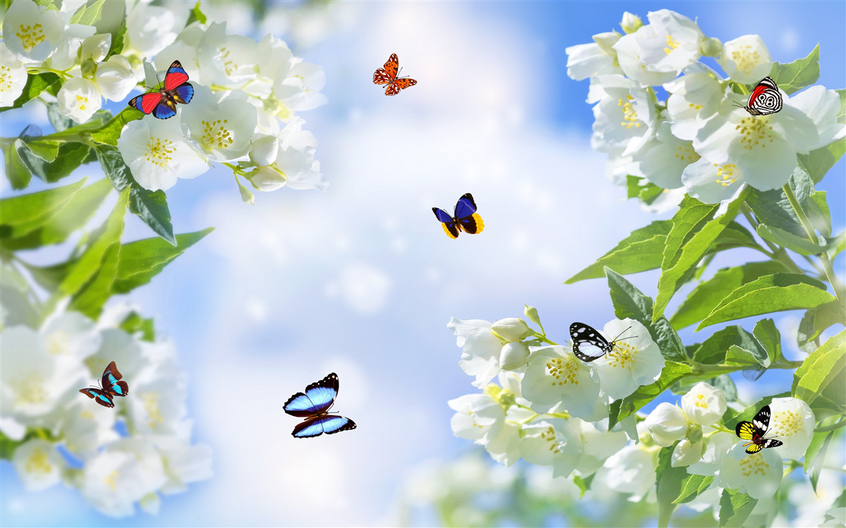 Fototapeta viacfarebné motýle a snehobiele kvety