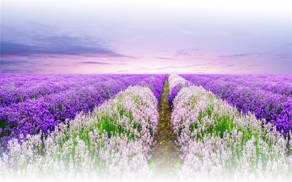 Fototapeta pole s voňavou levanduľou na lúkach