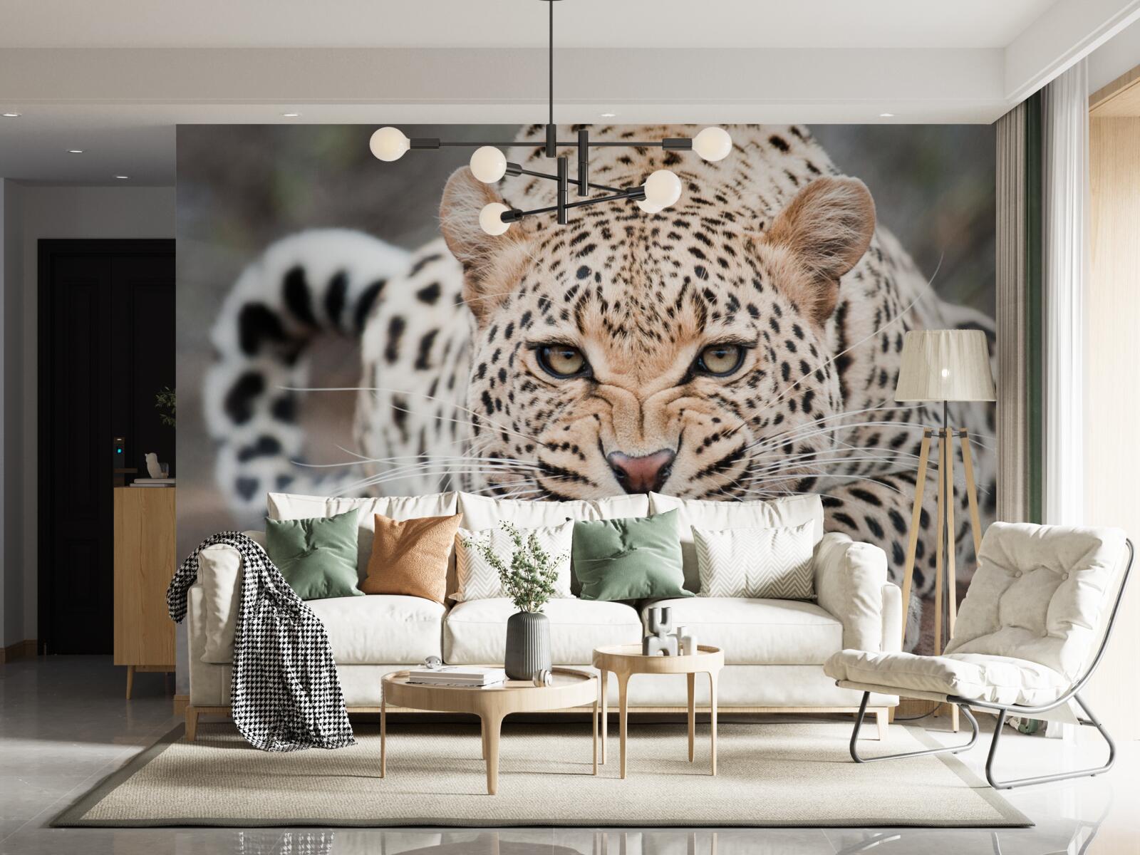 Fototapeta leopard sa chystá skočiť