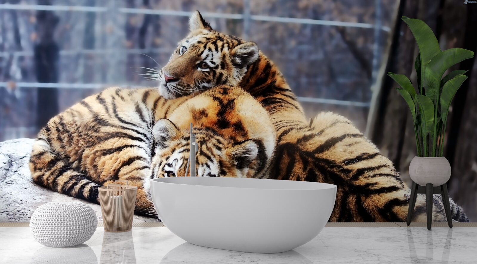 Fototapeta Spiace tigre majú krásu