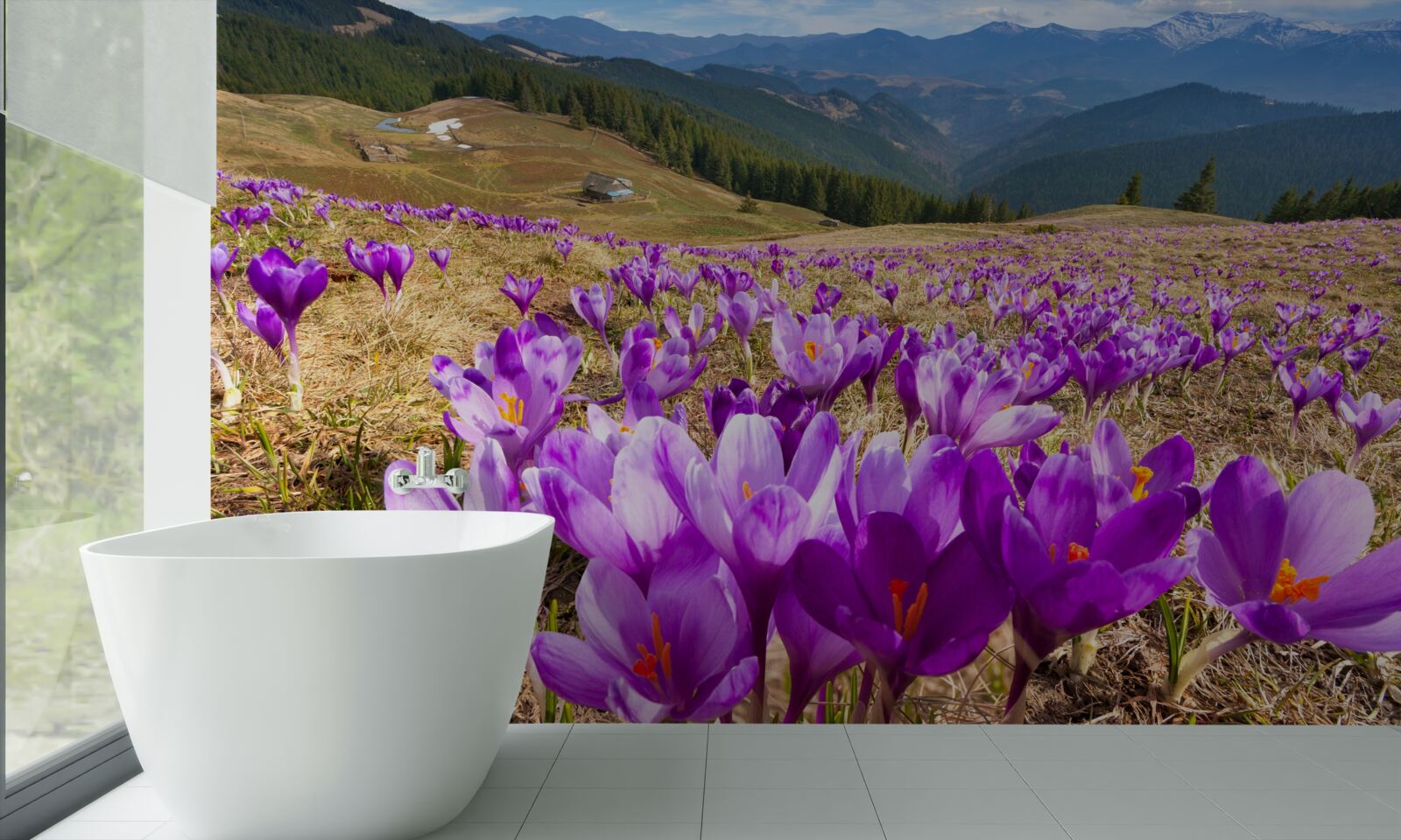 Fototapeta horské krokusy sú fialové