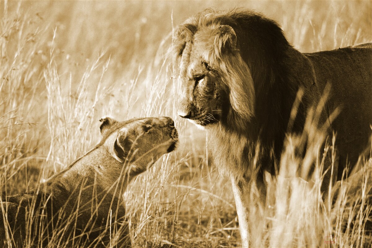 Fototapeta lev a levica sa poznajú